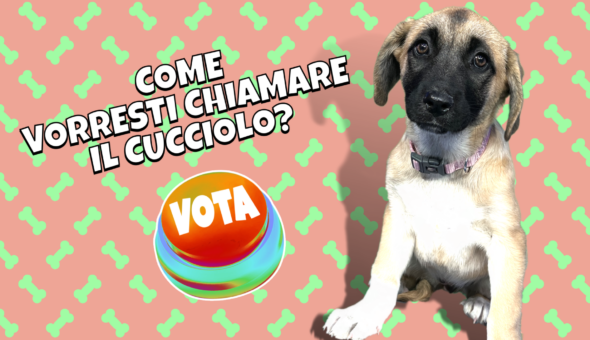 Come vorresti chiamare il cucciolo?