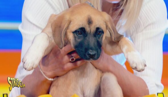 Il debutto della nuova cagnolina di Striscia la notizia