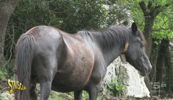 Pony di Esperia dei Monti Aurunci, si lavora per salvarli