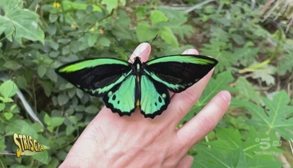 La farfalla bellissima, velenosa (non per noi) e in via d’estinzione