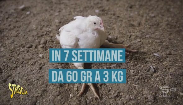 Se il pollo che mangiamo è cresciuto troppo in fretta