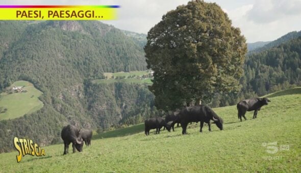 Anche in Alto Adige si fa la mozzarella di bufala
