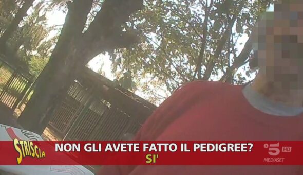 Cani di razza venduti senza pedigree: è legale?