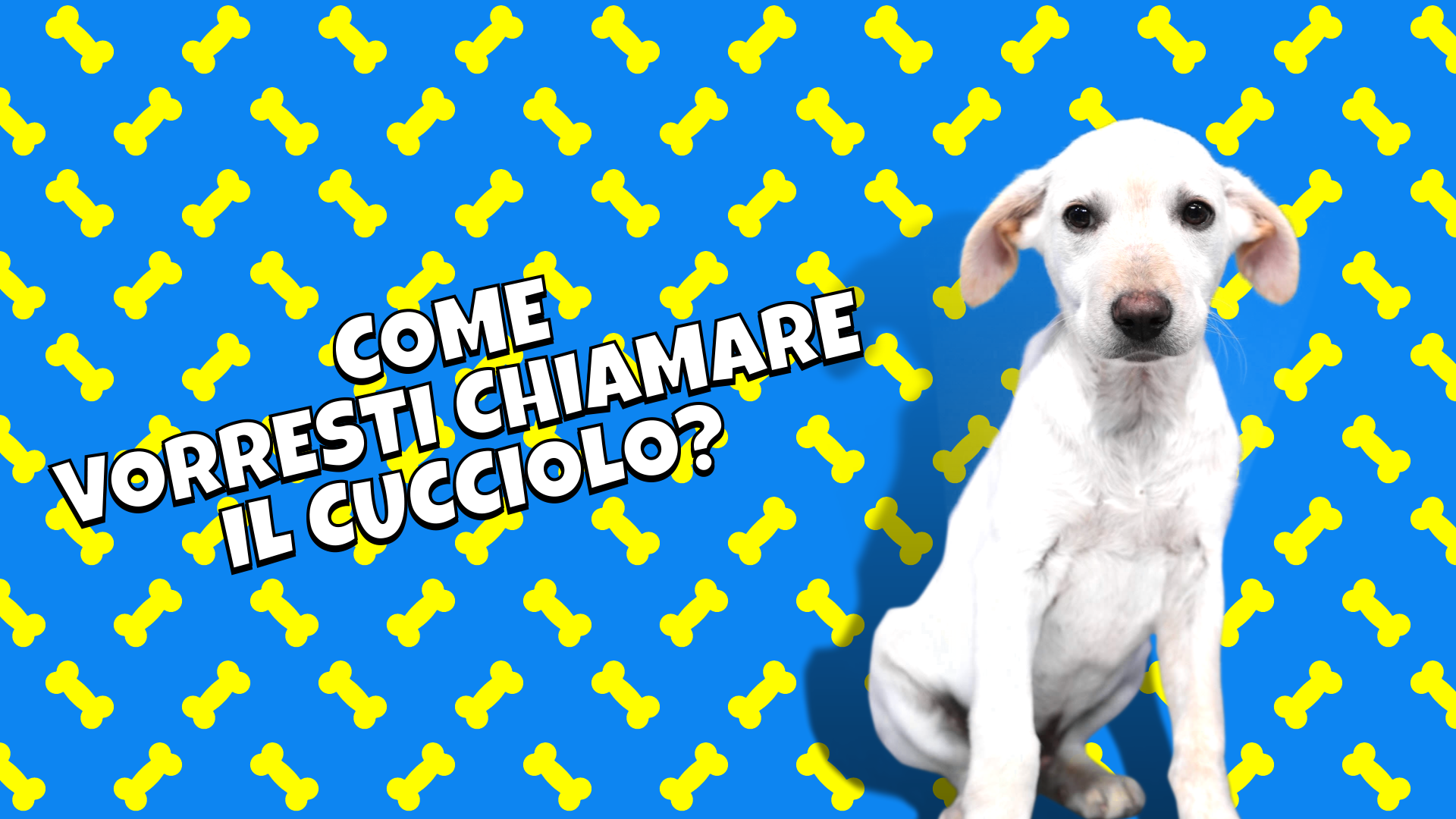 Come vorresti chiamare il cucciolo?