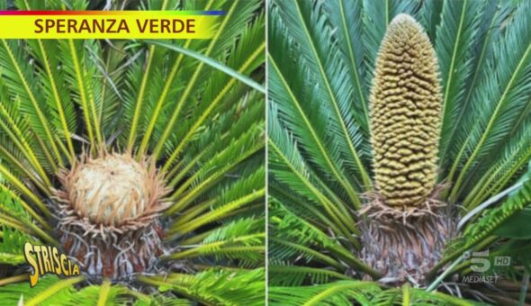 Cycas, la pianta preistorica ricomparsa sull'Isola di Wight