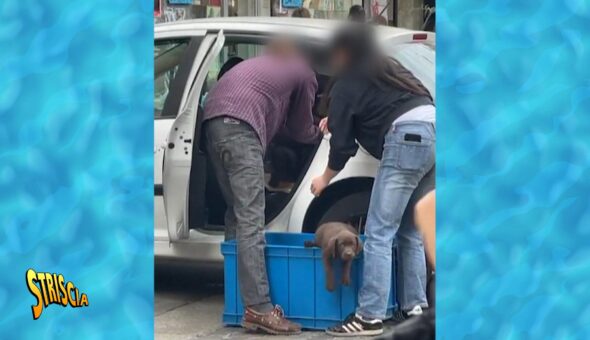 Oggi a Striscia la notizia, tutti pazzi per il puppy yoga (tranne i puppies maltrattati). Cuccioli ammassati in gabbie e lasciati senza acqua. Il reportage esclusivo di Chiara Squaglia