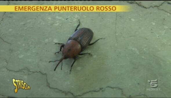 Il punteruolo 'rozzo'
