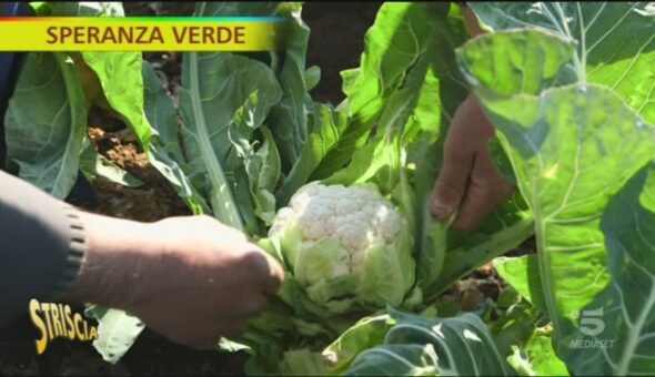 Le proprietà benefiche del cavolfiore bianco