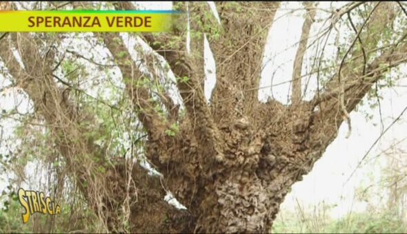 Sughero, un materiale sottovalutato