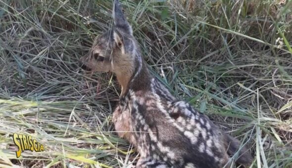 I volontari che salvano i cuccioli di capriolo