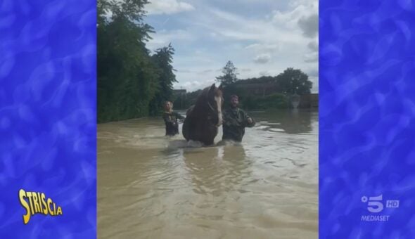 Come salvare gli animali dall'alluvione in Emilia-Romagna