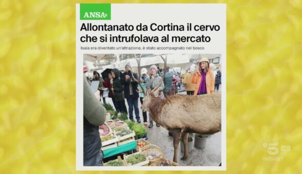 Cortina, allontanato il cervo che gironzolava per il mercato