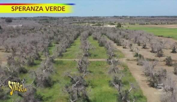 Salento, qui la Xylella ha fatto strage di ulivi