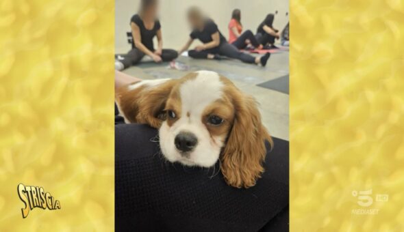 Cuccioli, dopo i servizi di Striscia il puppy yoga è illegale