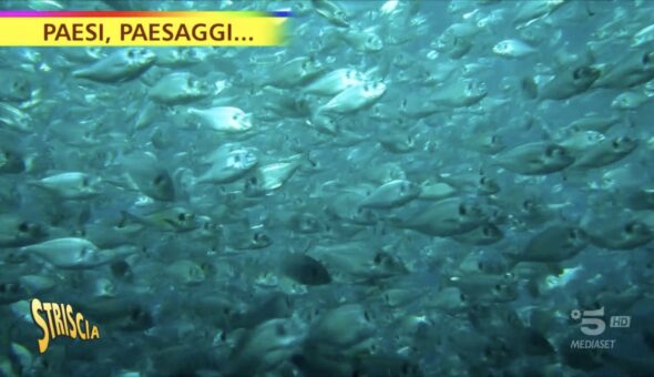 Giornata internazionale del Mar Mediterraneo. I servizi di Striscia