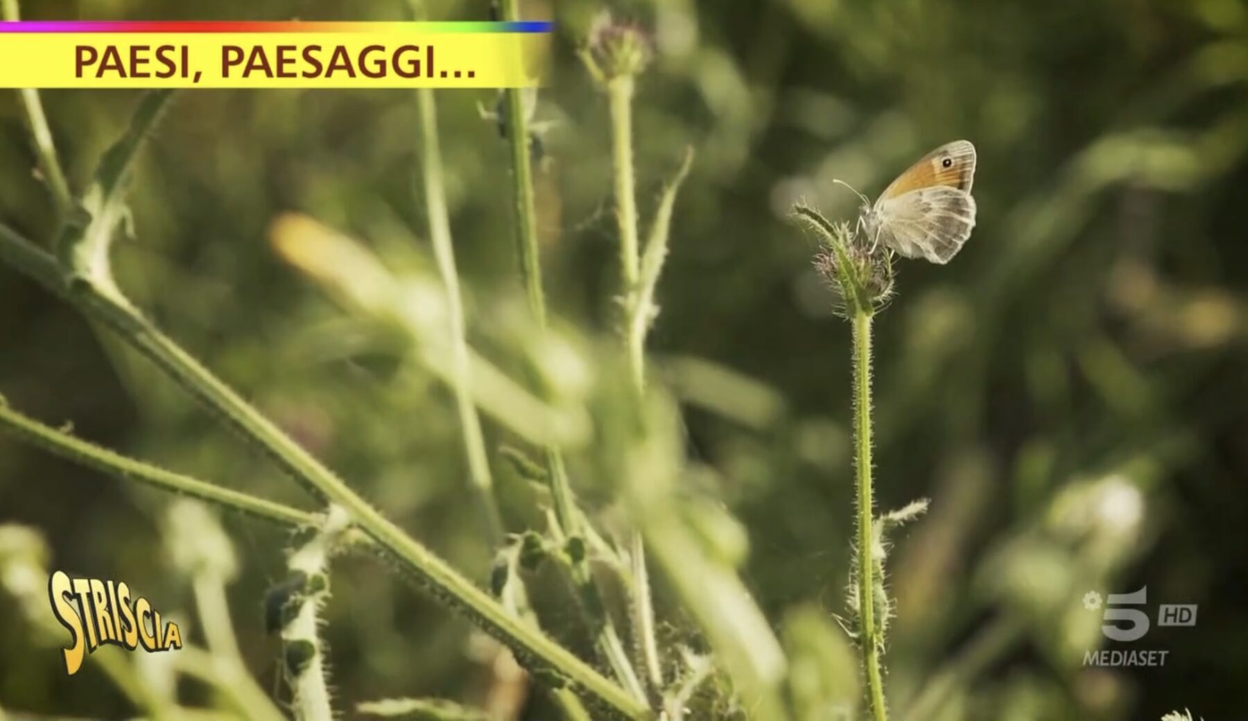 Giornata mondiale per la conservazione della natura. I servizi di Striscia