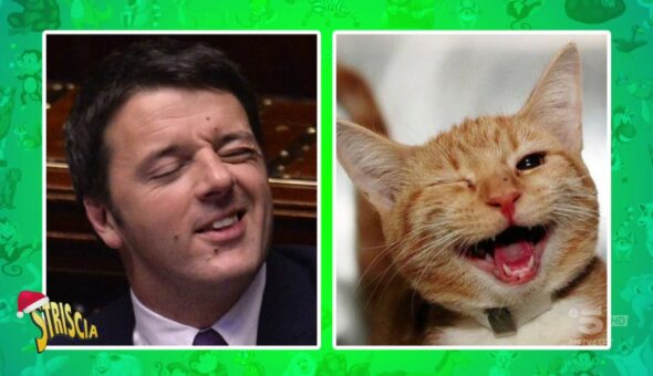 Politici e animali: Matteo Salvini cane, Matteo Renzi gatto