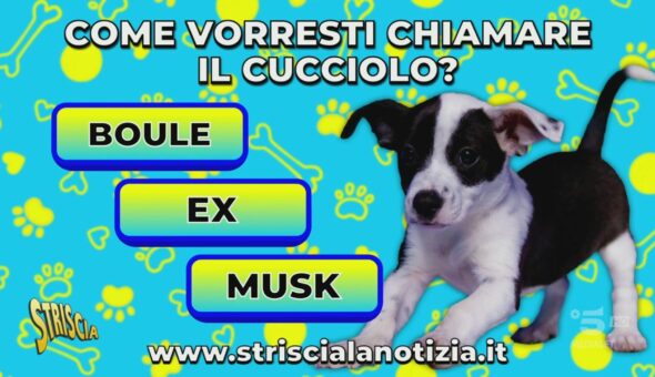 Come vuoi chiamare il cucciolo?