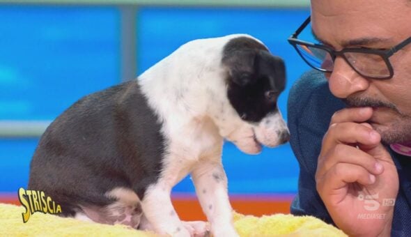 Incredibile! Il vero conduttore di Striscia è Musk, cagnolino parlante