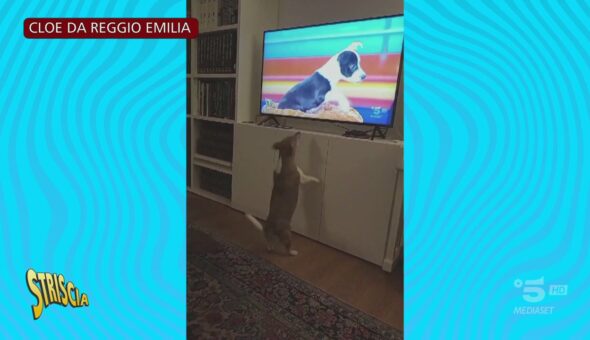 È scoppiata la Musk-mania! I cagnolini guardano e ascoltano il nostro cucciolo alla tv: mandateci i loro video