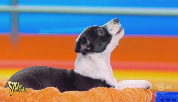 Il cagnolino Musk non c'entra niente con le elezioni di Trump