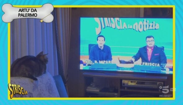 Anche il gatto Artù è stato contagiato dalla Musk-Mania!
