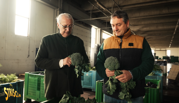 Stasera a Striscia: Rampello e gli agricoltori della centrale ortofrutticola di Tarquinia (Viterbo)