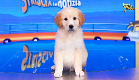 Ecco Tortina, il nuovo cucciolo di Striscia il cui nome è stato scelto da voi!