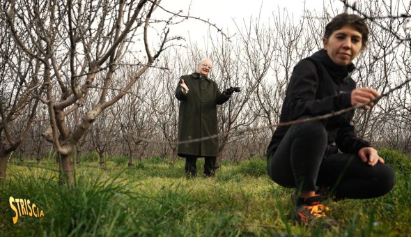 Oggi a Striscia nella rubrica “Paesi, paesaggi...” Davide Rampello e il mandorleto più grande d’Italia