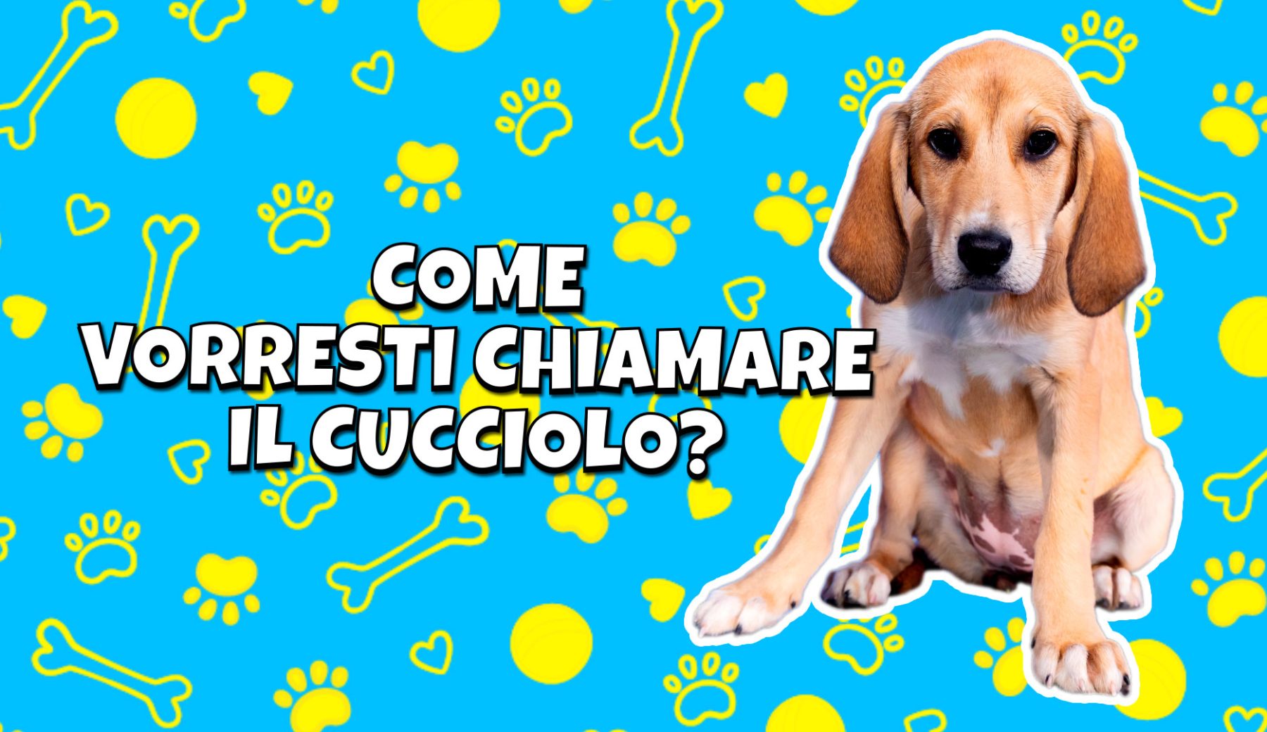 Timpa, Honey o Champagne? Scegli il nome del nuovo cagnolino di Striscia la notizia