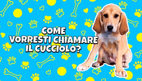 Timpa, Honey o Champagne? Scegli il nome del nuovo cagnolino di Striscia la notizia