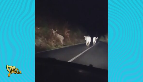 Mucche selvatiche e tori scorrazzano liberi per il paese