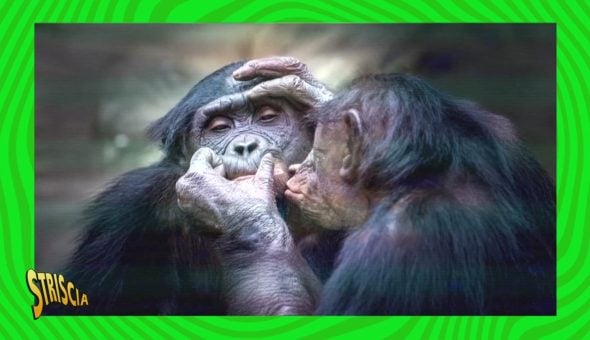 Gli scimpanzé dell'Uganda e il loro curioso modo di curarsi le ferite a vicenda