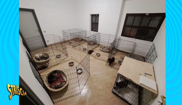 La “carica dei 107” di Buguggiate (VA): dopo l’intervento di Striscia, intervengono ATS e carabinieri per trasferire gli animali in canile