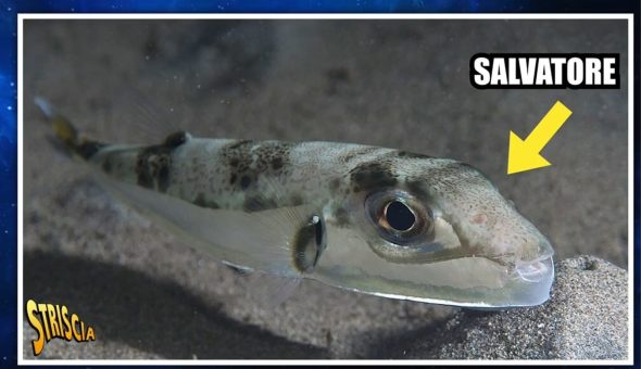 L’incubo dell’Adriatico è “Salvatore”, il pesce palla velenoso. Parola a Barbascura X