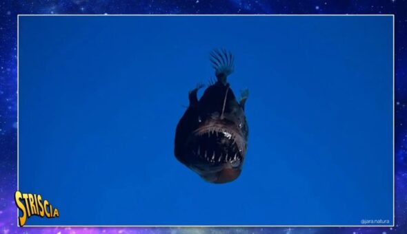 Il mistero del Pesce Diavolo anche conosciuto come “Marisa”