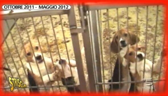 Giornata Mondiale degli Animali: Striscia e i 2.600 beagle liberati dal canile lager Green Hill destinati alla sperimentazione