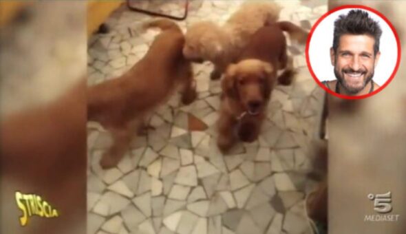 Case degli orrori: accumulatori seriali di animali in abitazioni come prigioni e in condizioni igieniche disastrose. Alcuni servizi di Striscia