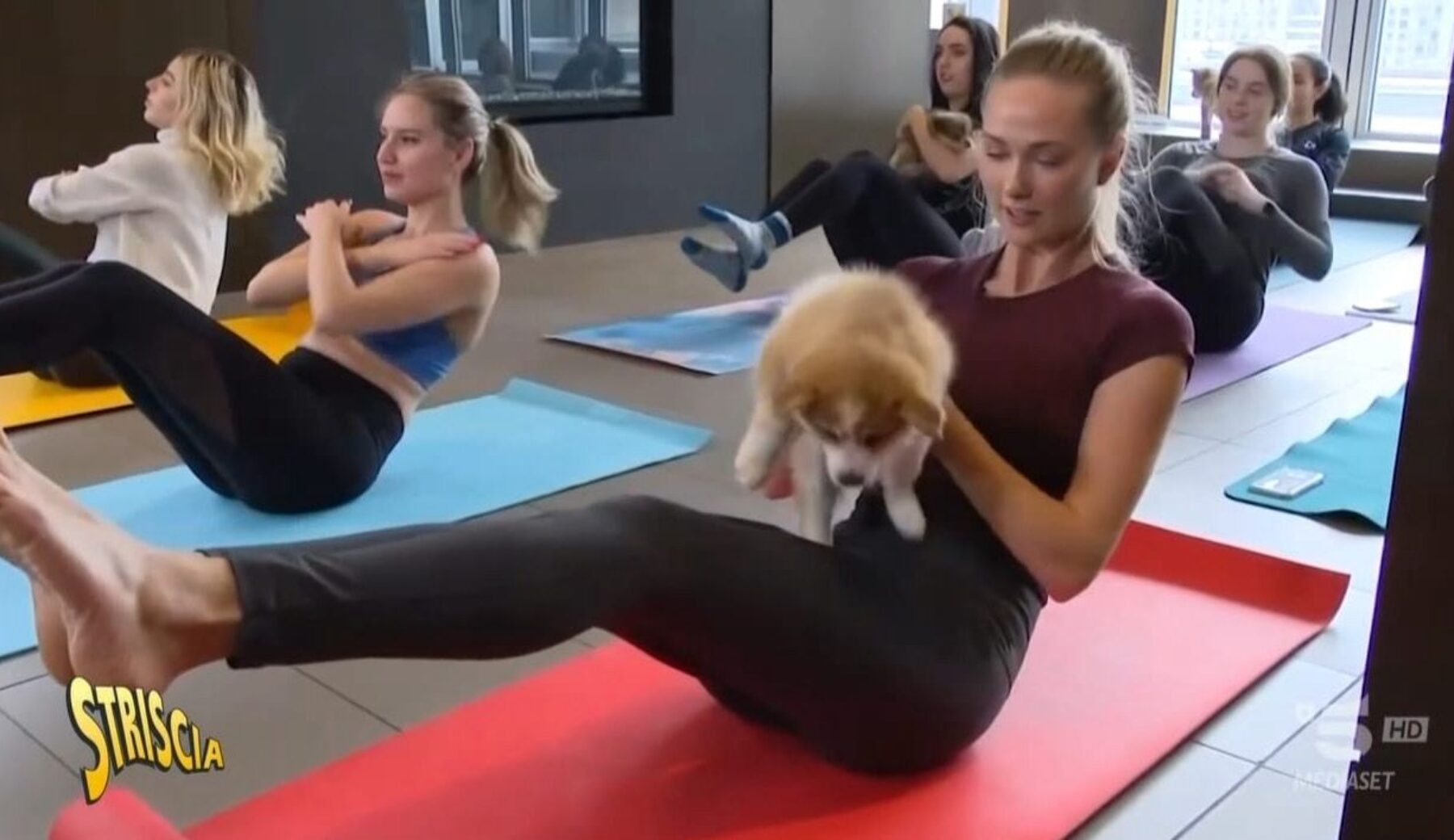 Puppy Yoga: pratica illegale grazie alla denuncia di Striscia