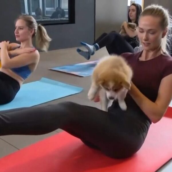 Puppy Yoga: pratica illegale grazie alla denuncia di Striscia