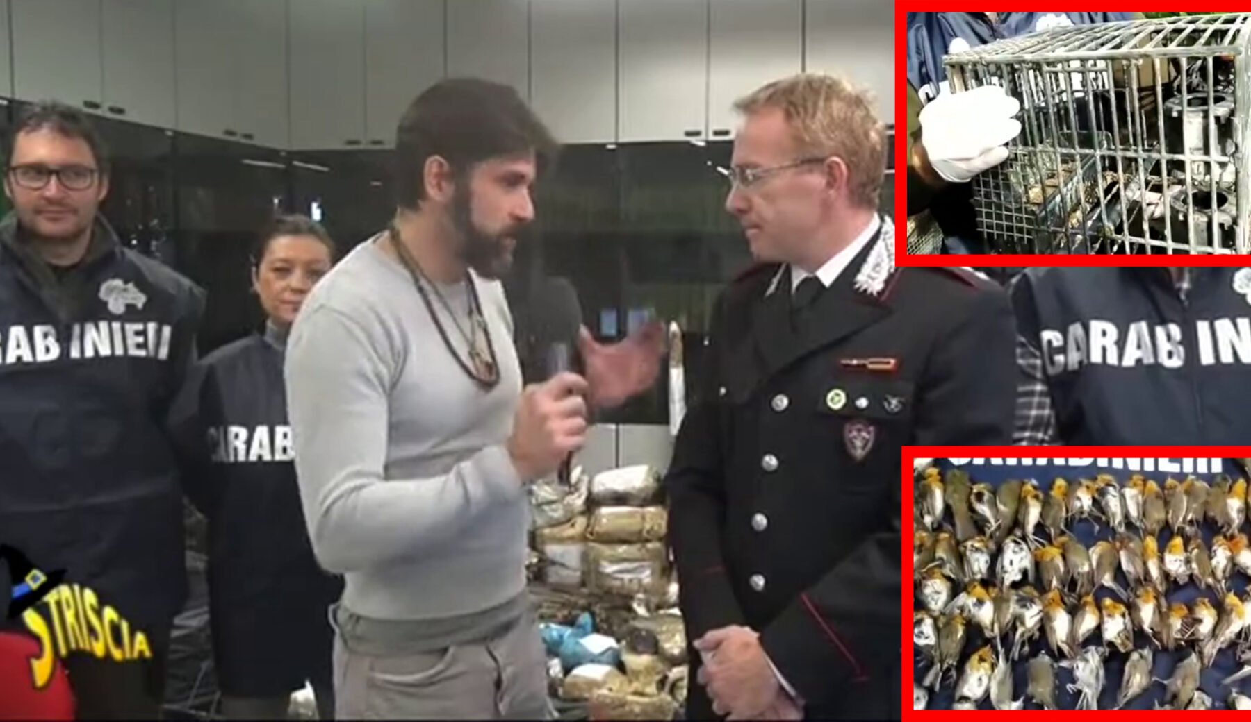 Maxi attività dei Carabinieri Forestali nel Bresciano contro il bracconaggio, tema caro a Striscia: sequestrati 900 uccelli abbattuti, 260 animali vivi e decine di armi