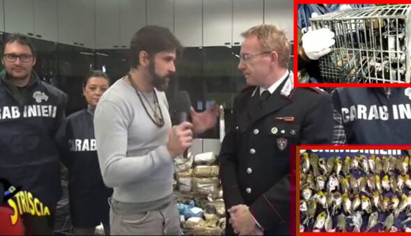 Maxi attività dei Carabinieri Forestali nel Bresciano contro il bracconaggio, tema caro a Striscia: sequestrati 900 uccelli abbattuti, 260 animali vivi e decine di armi