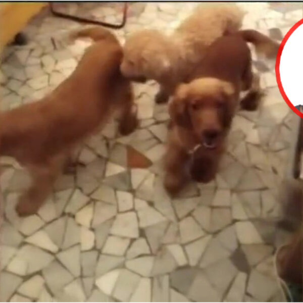 Case degli orrori: accumulatori seriali di animali in abitazioni come prigioni e in condizioni igieniche disastrose. Alcuni servizi di Striscia