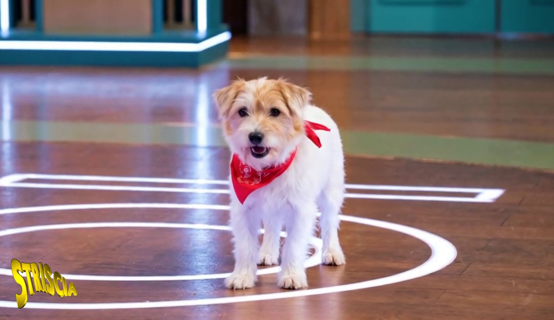 Il video esclusivo di Gennarino ad Affari Tuoi!