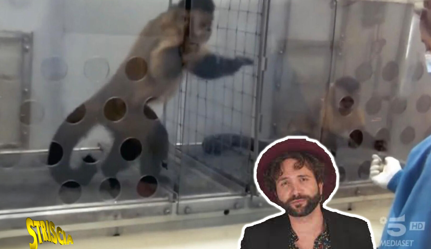 Le scimmie rosicano? Parola a Barbascura X