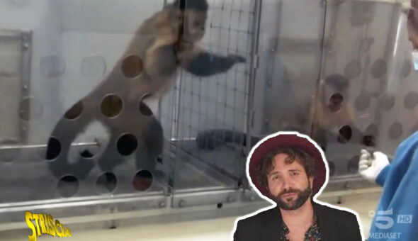 Le scimmie rosicano? Parola a Barbascura X