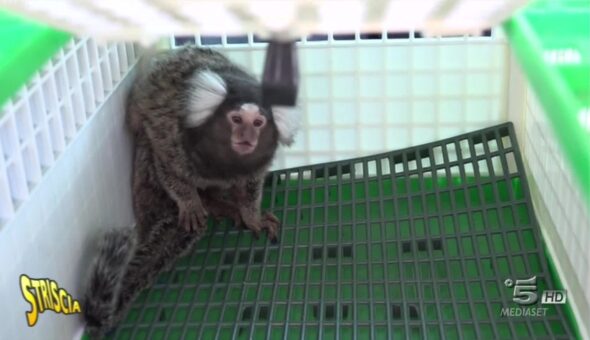 La scimmia “Fortunato” salvata dal traffico illegale di animali è ora affidata al parco Natura Viva grazie ai servizi di Striscia