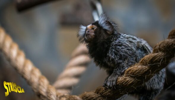 La scimmia “Fortunato”, salvata dal traffico illegale di animali grazie a Striscia, è affidata al parco Natura Viva