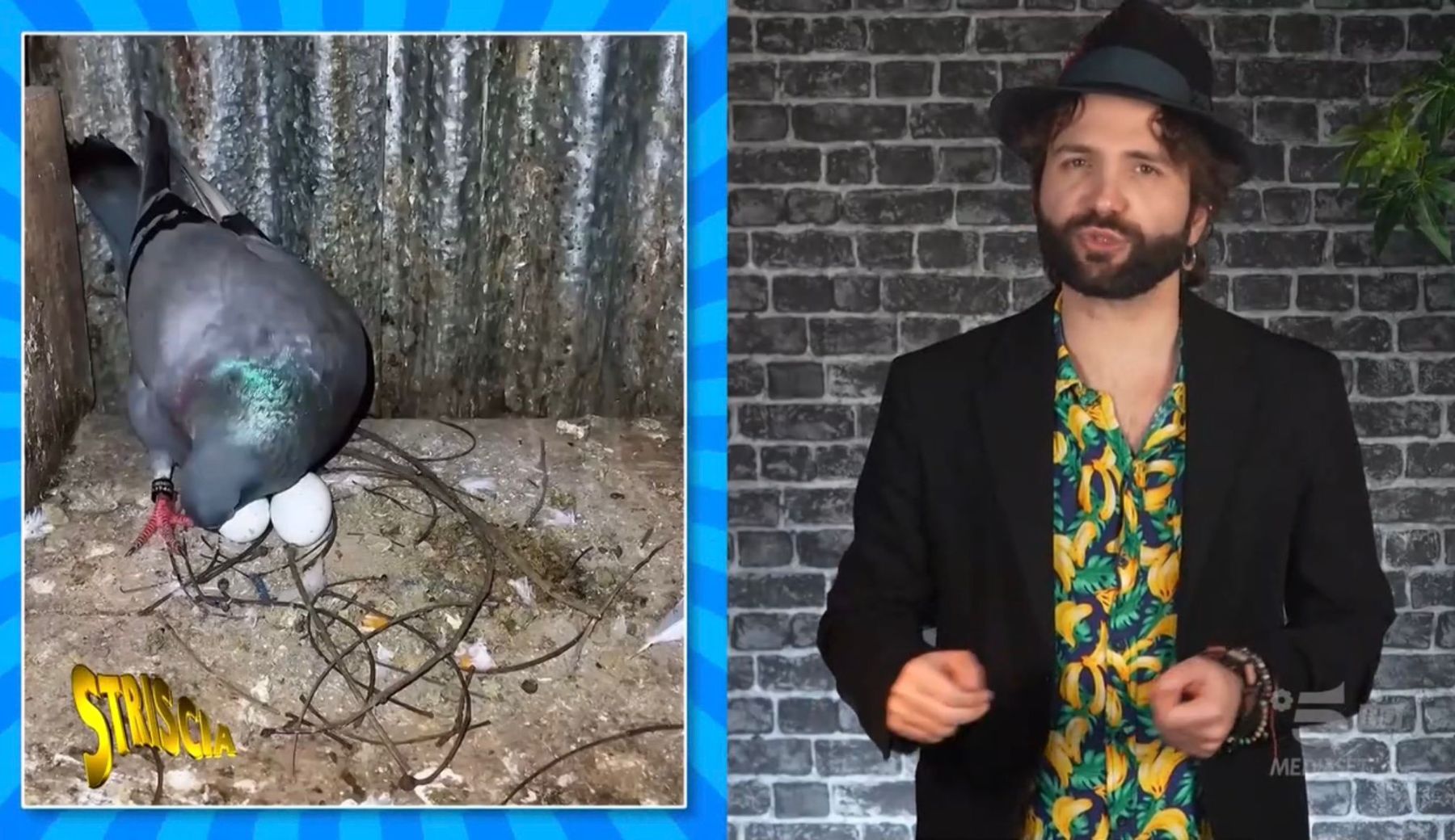 Avete mai visto la top 3 dei peggiori nidi di piccione? Barbascura X ve li mostra… e sono un disastro!