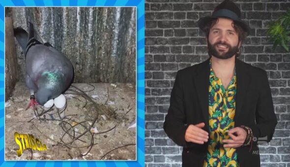 Avete mai visto la top 3 dei peggiori nidi di piccione? Eccoli nel servizio di Barbascura X